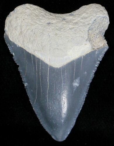 Serrated Bone Valley Megalodon Tooth #18436